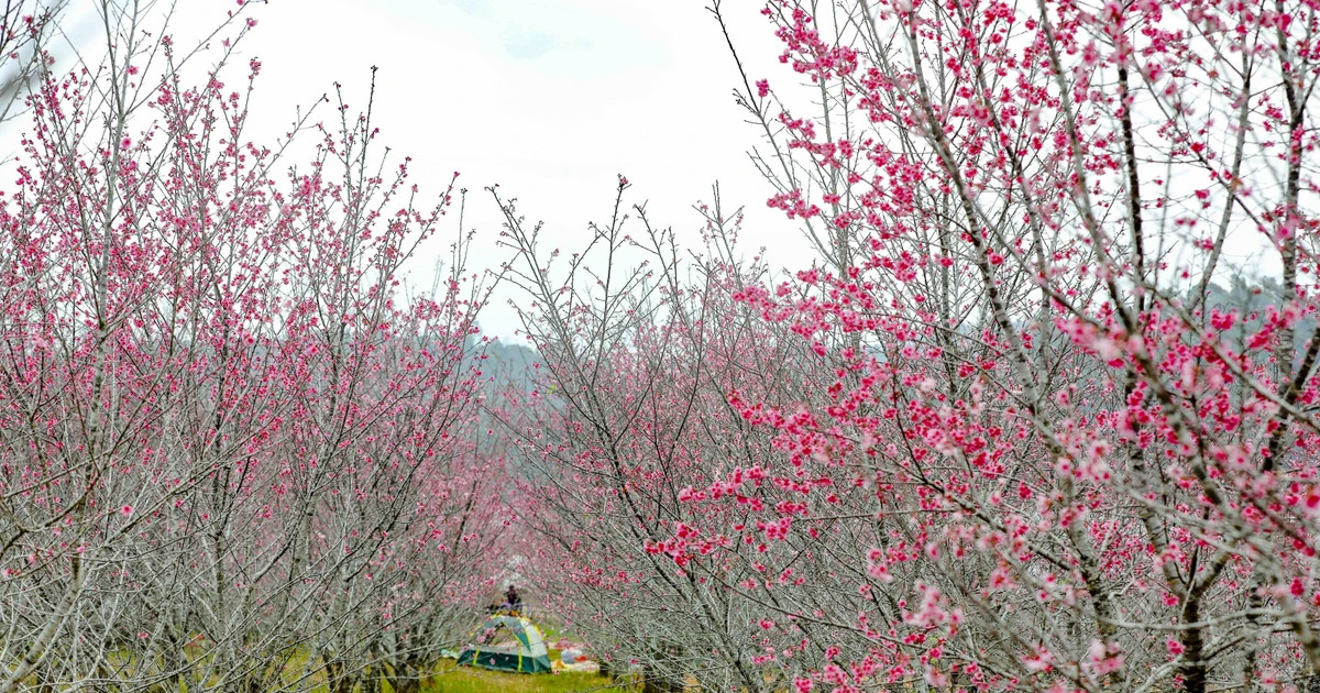 Tourism market gears up for Lunar New Year holiday