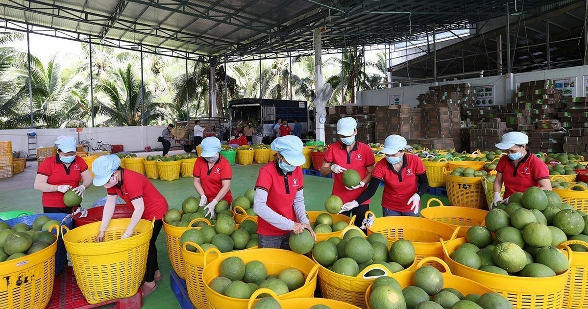 Vietnam's fruit, vegetable exports hit record in 2025