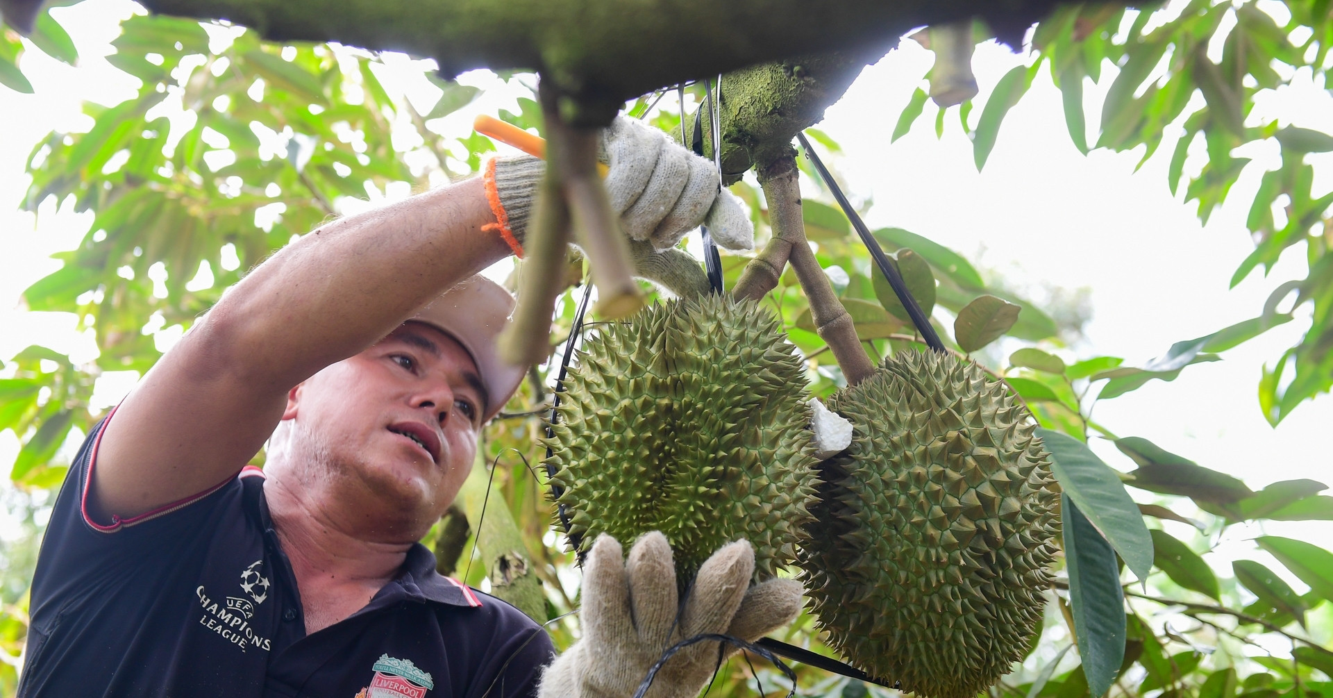 Vietnam’s durian industry sets historic milestone with USD 3.34 billion