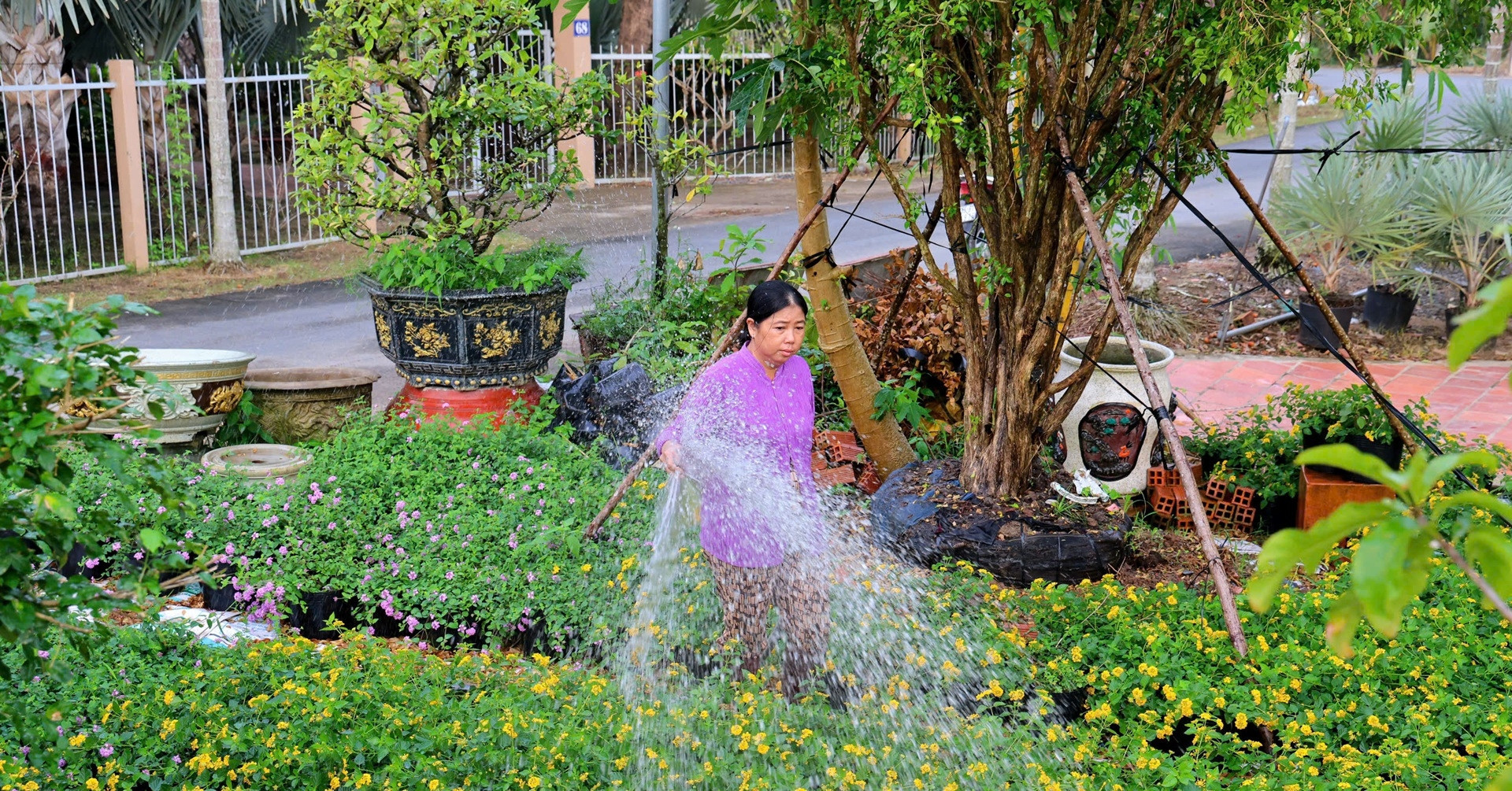 Sa Dec to host 2025 flower and ornamental plant festival with grand ambitions