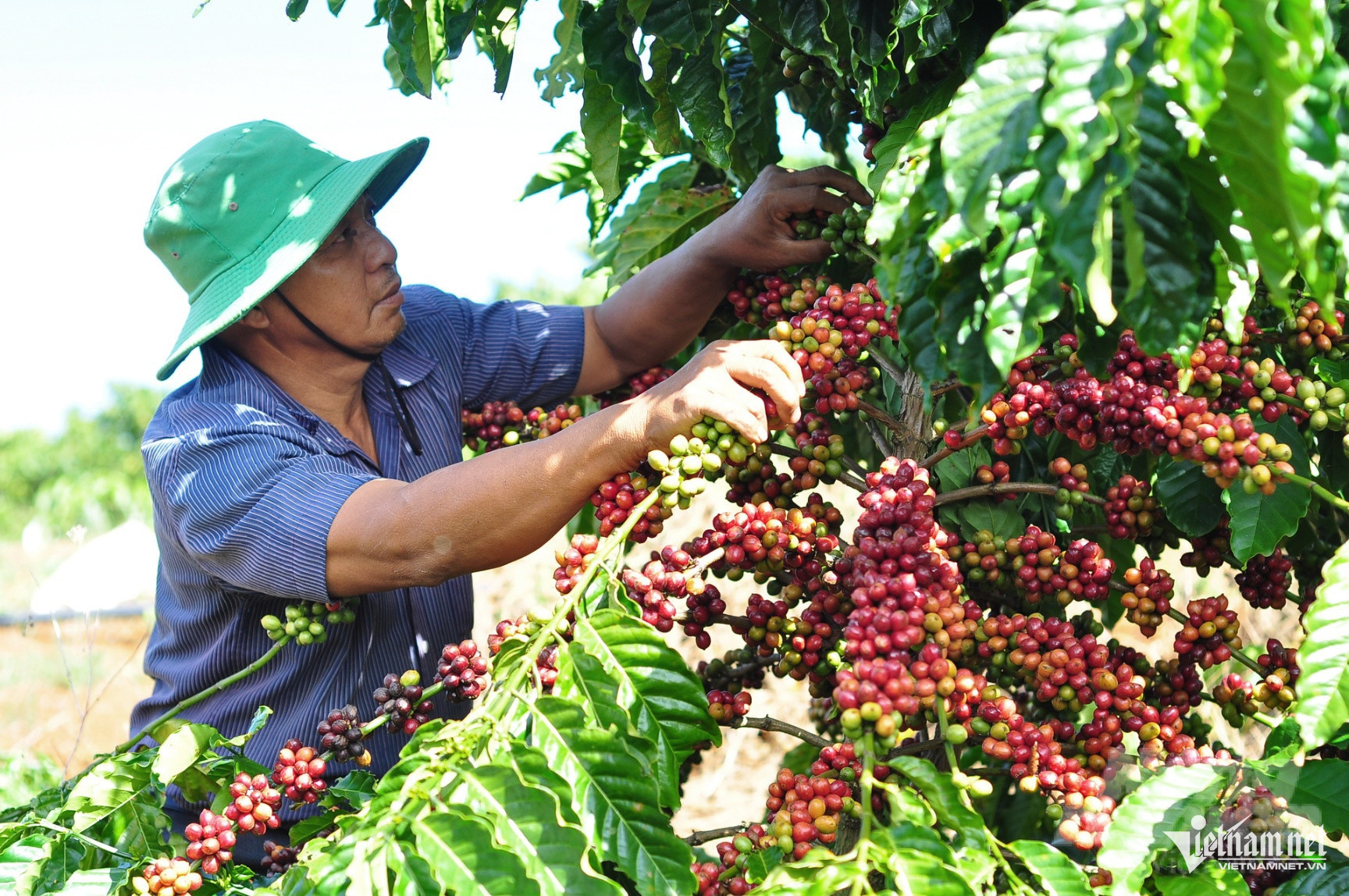 thue VAT HoangHa.jpg