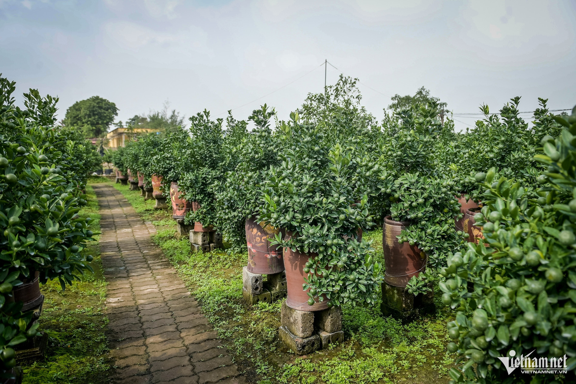 flower village vietnam.jpg