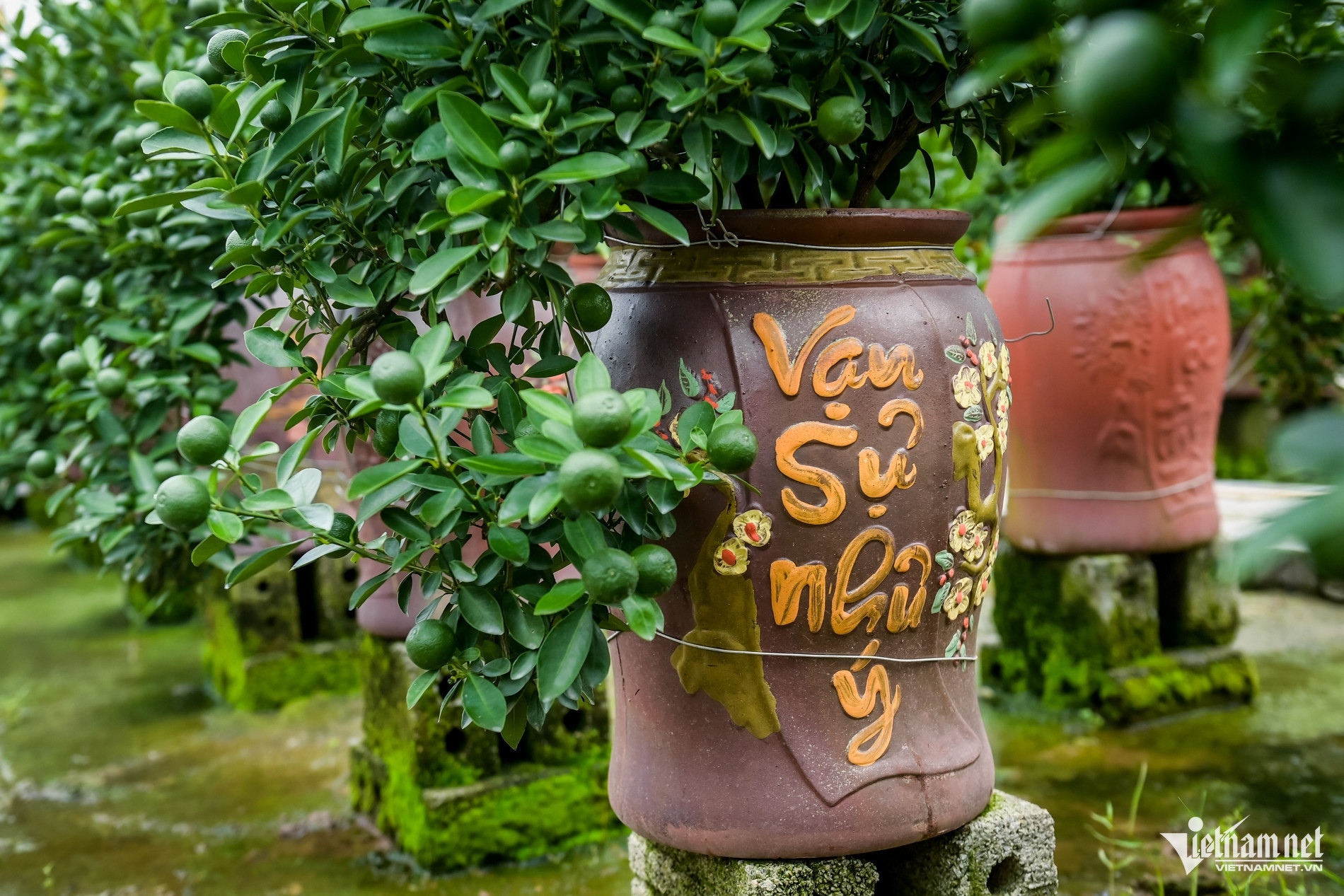 flower village vietnam3.jpg