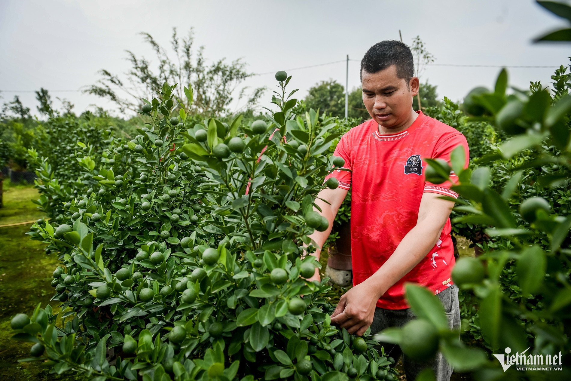 flower village vietnam4.jpg