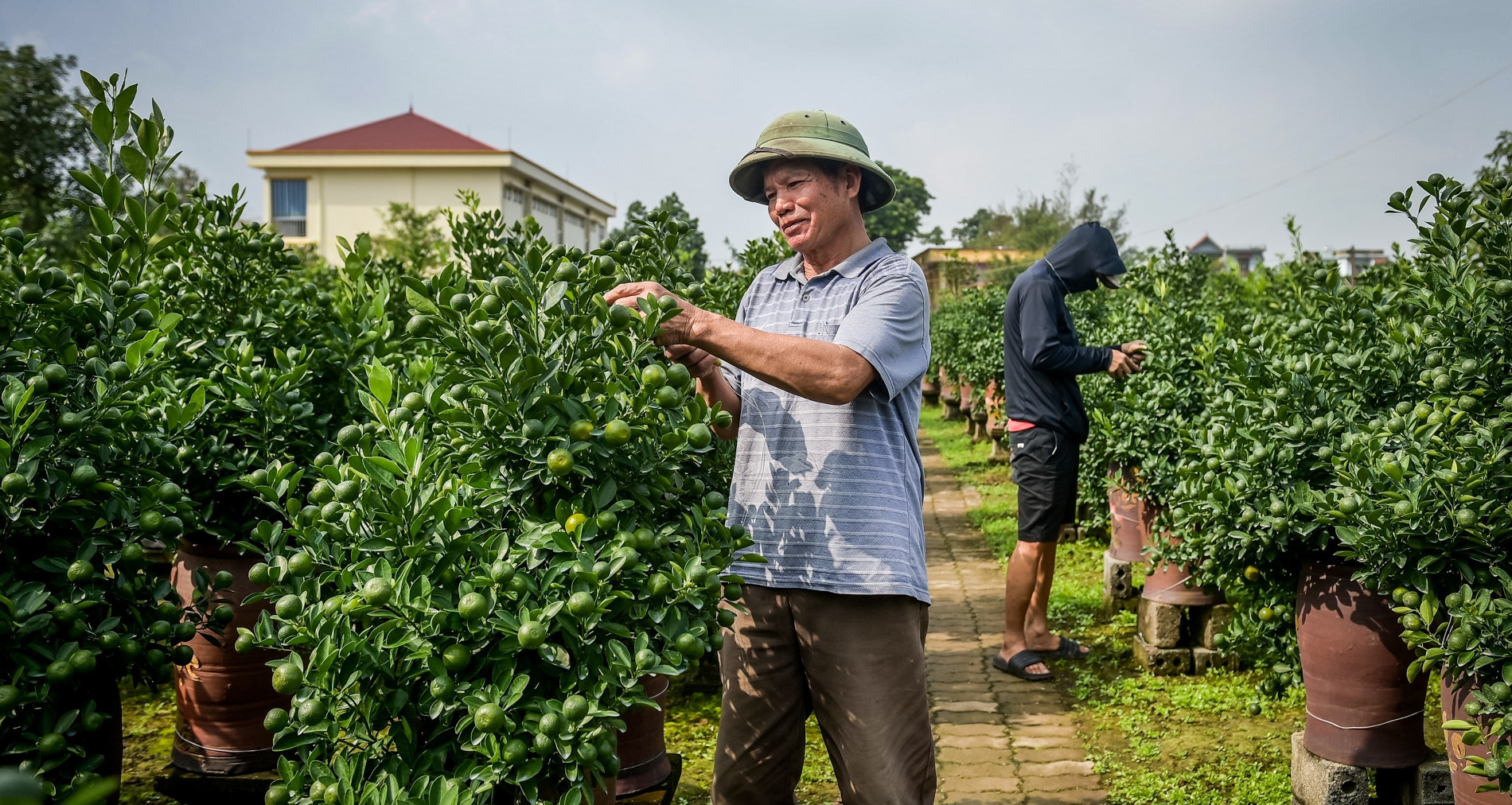 Vietnam’s kumquat capital in Ninh Binh reports early sell-out and record profits