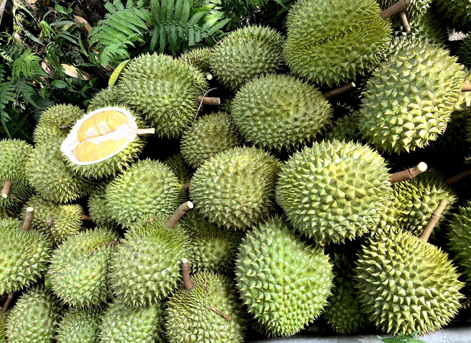 durian.jpg