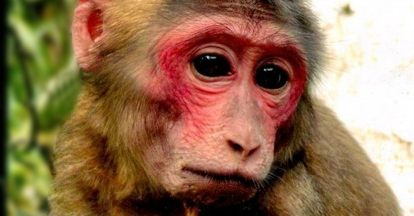 Wildlife crime crackdown: Man fined for preparing monkey-based medicine