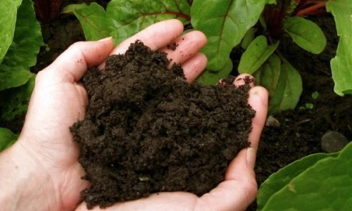 Vietnam taps into peat resources to advance green agriculture