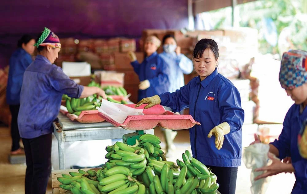 Vietnam’s agricultural exports face stricter requirements