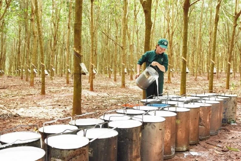 Vietnam’s rubber export expected to hit 11 billion USD in 2025