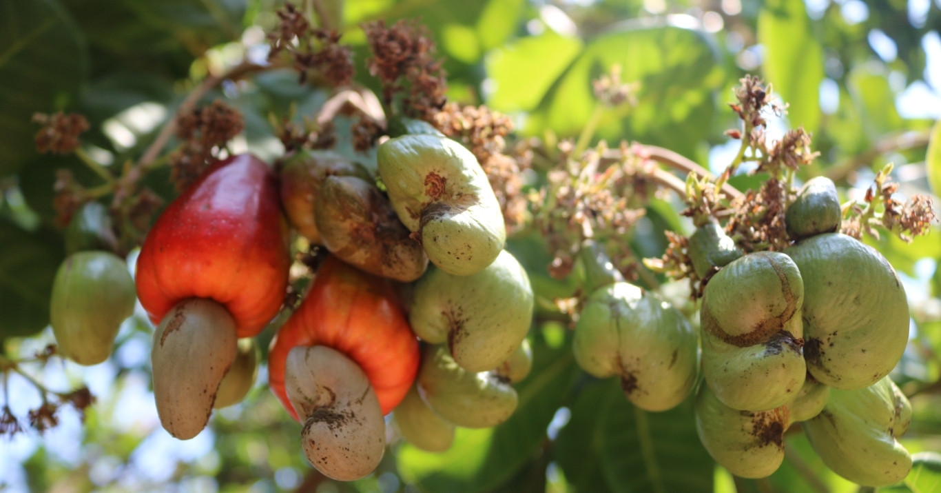 Vietnam remains the world’s leading cashew supplier for 18 consecutive years