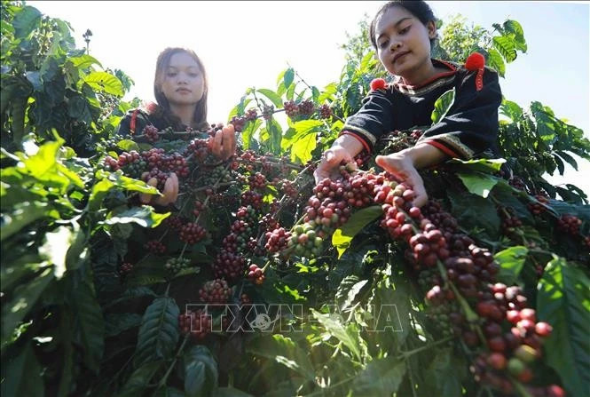 9th Buon Ma Thuot Coffee Festival to celebrate global coffee destination