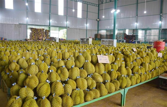 Taiwan extends mandatory inspection on Vietnamese durian imports