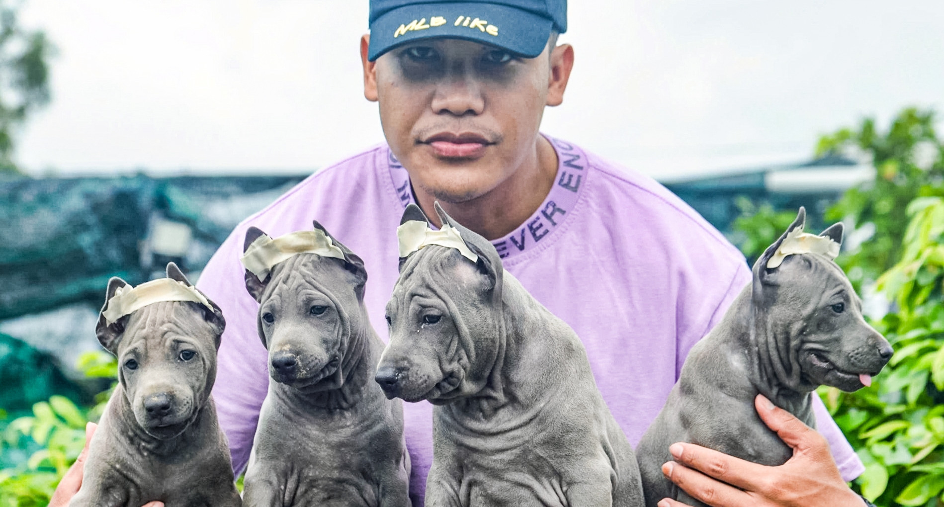 Vietnamese breeder cashes in on rare Thai Ridgebacks