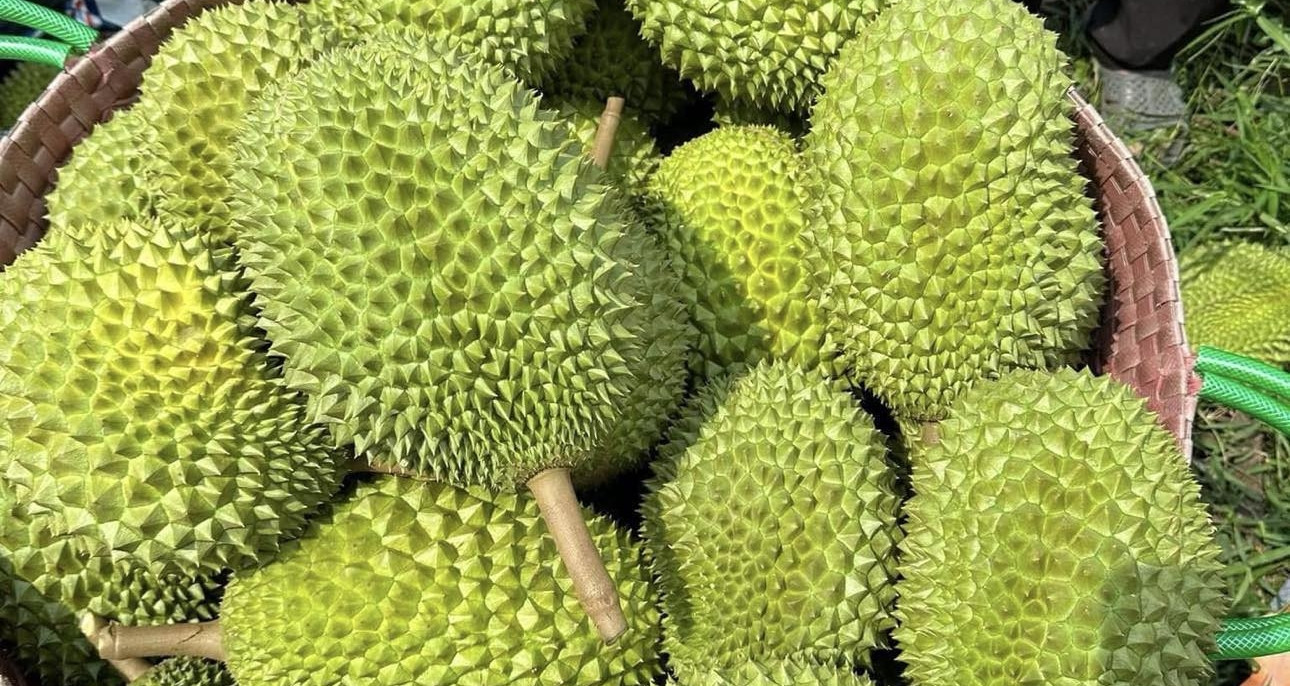 From boom to bust? Vietnam’s durian exports struggle under new regulations