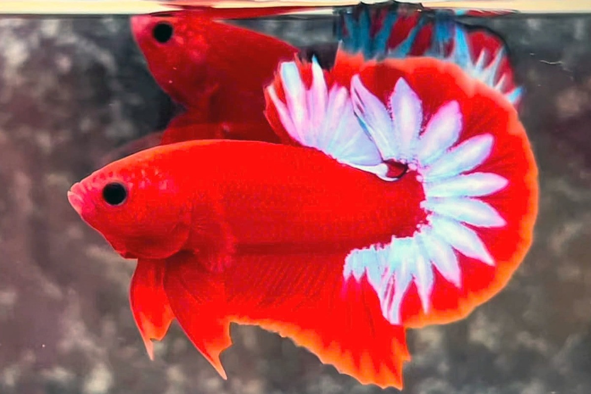 Betta fish breeding: A young entrepreneur’s journey to success