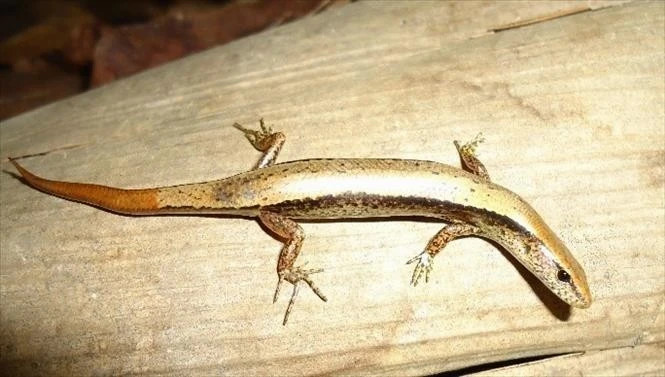 Two new lizard species discovered in Vietnam