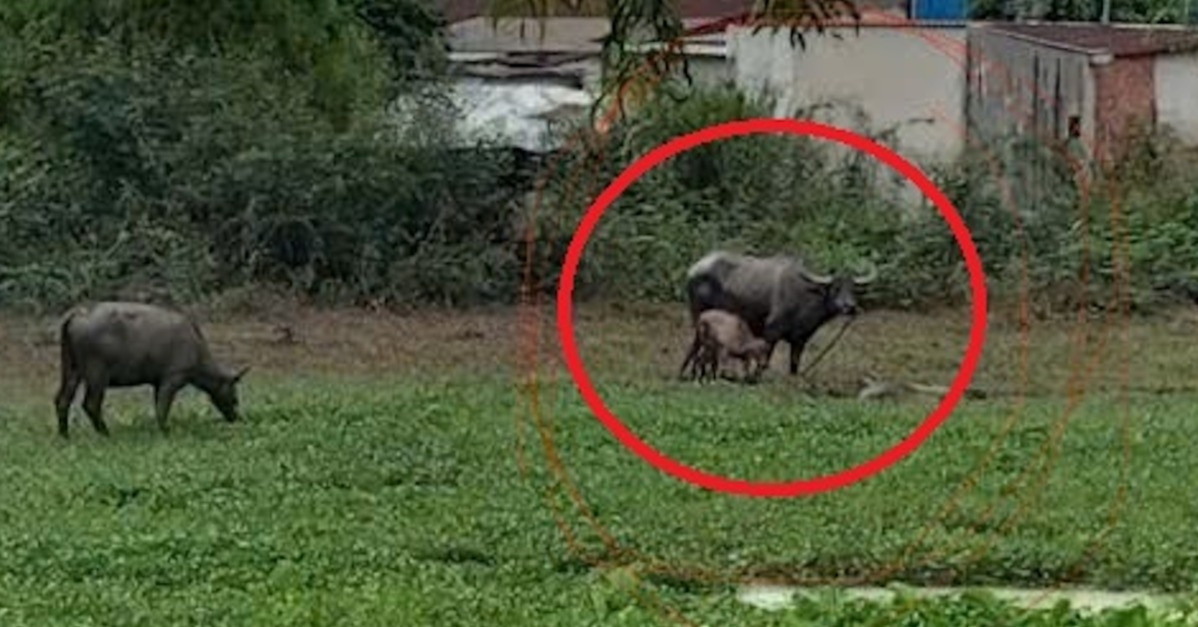 Buffalo attack in Ho Chi Minh City leaves two injured, one still hospitalized