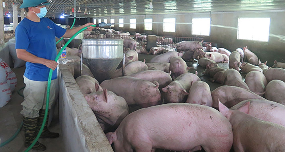 Pork prices hit new peak, bringing windfall profits to VN farmers