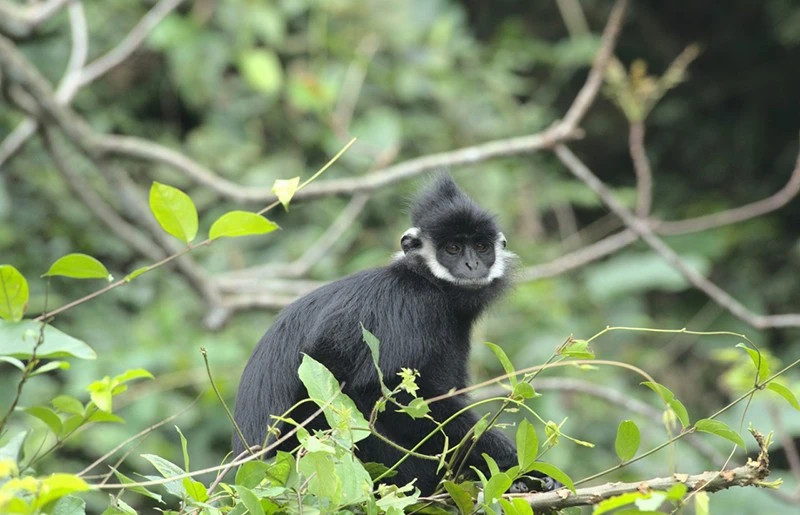 Rare animals released back into the wild