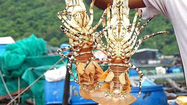 Lobster and shrimp exports to China, EU see positive growth last month