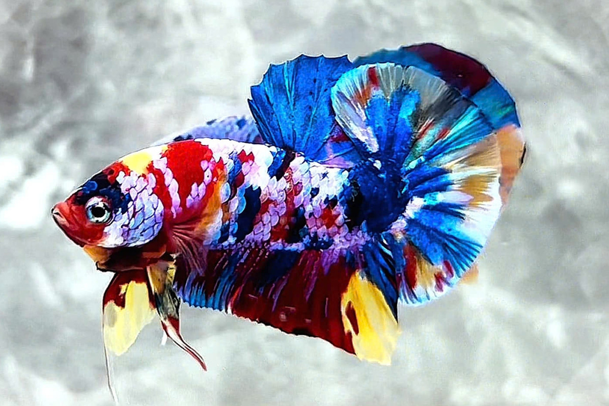 Man pockets big money from colorful fish as beautiful as 'jewelry'