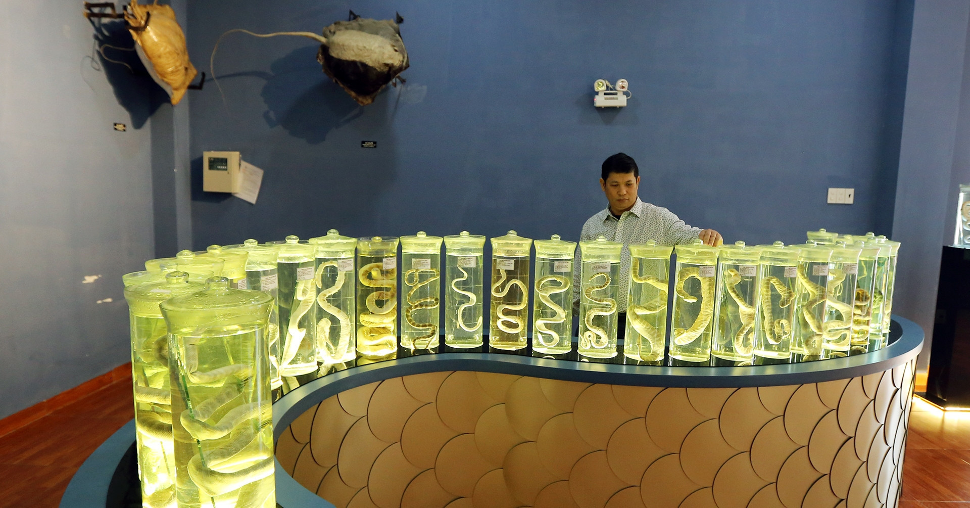 Preserving Vietnam’s sea snakes: A scientist’s lifelong mission