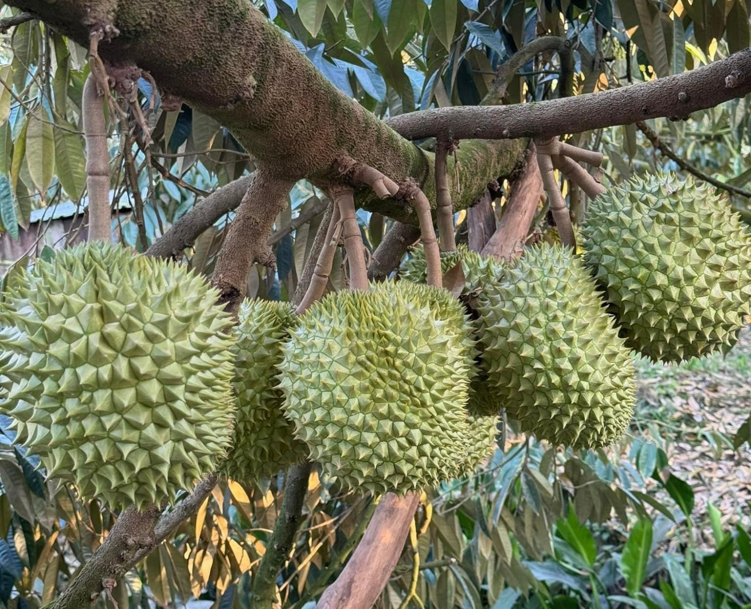 durian ManhKhuong.jpg