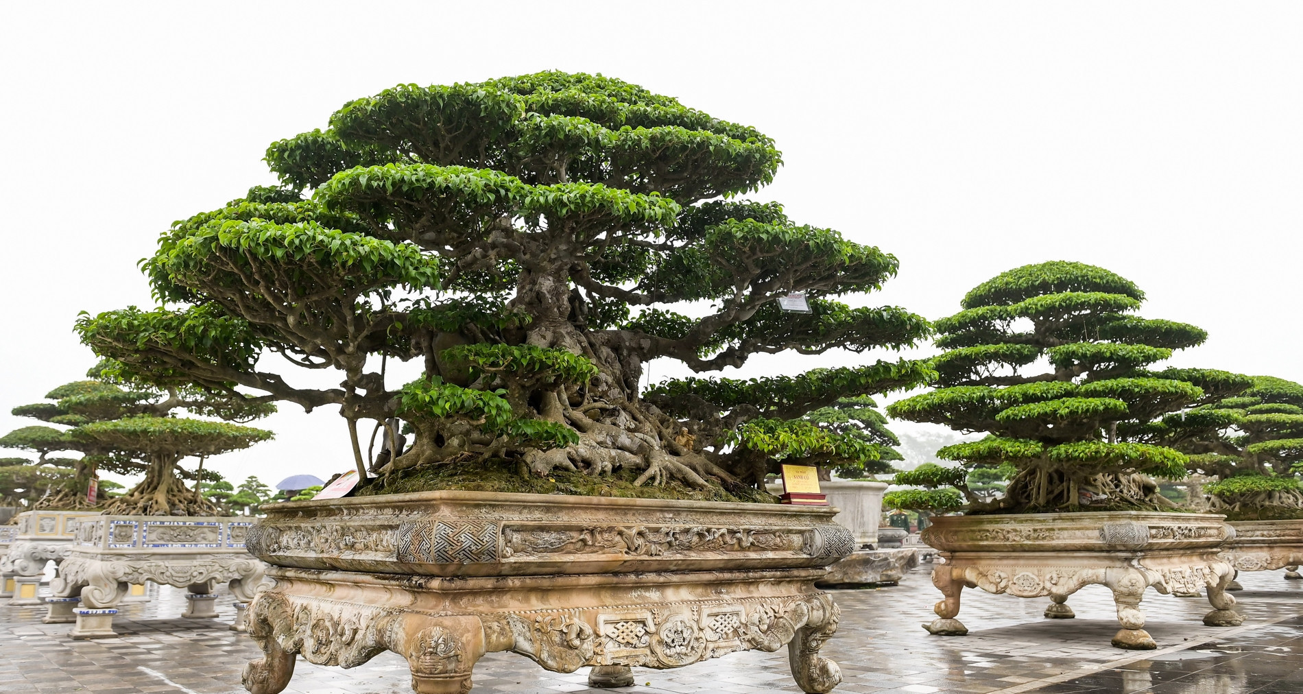 Nam Dinh bonsai exhibition unveils ancient trees worth fortunes
