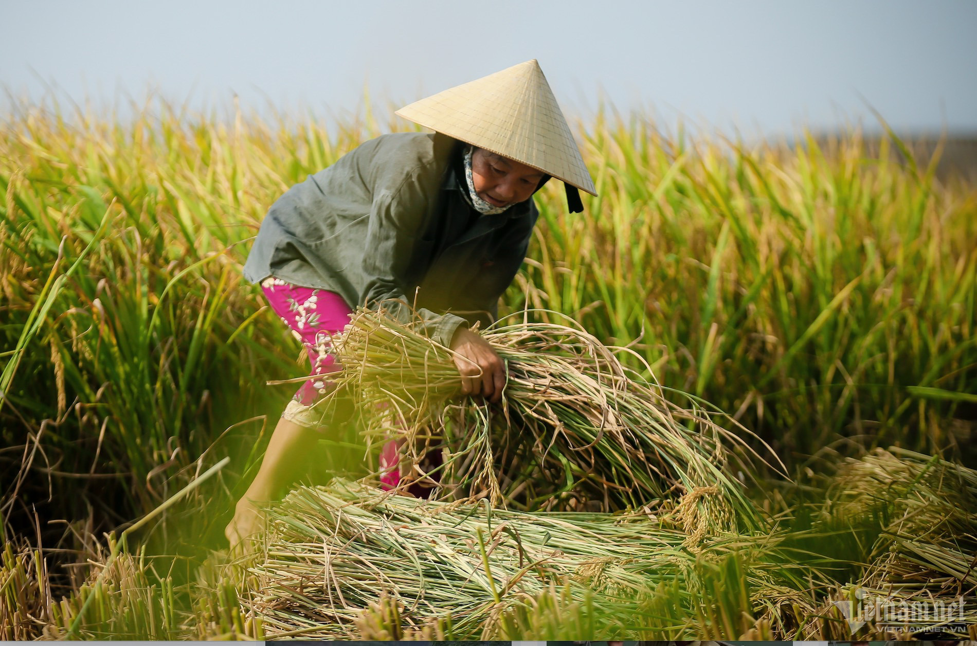 rice export hoanghai.jpg