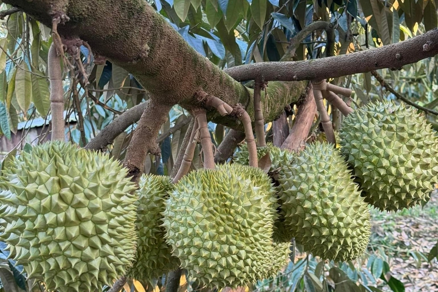 Vietnam, Thailand in fierce competition exporting durian to China