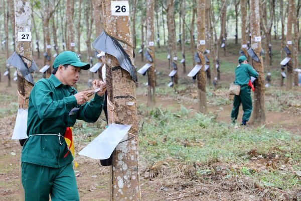 Vietnam’s rubber exports to Malaysia surge more than fivefold