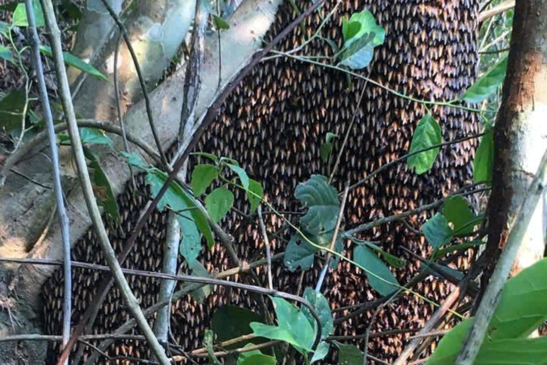 Forest workers profit from risky honey harvests in border areas