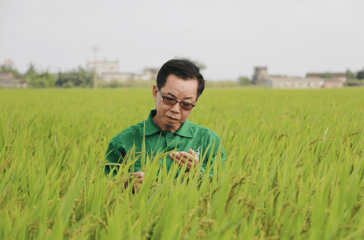 rice variety (1).png