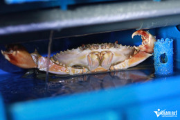 Vietnamese farmers cash in on soft-shell crab farming innovation