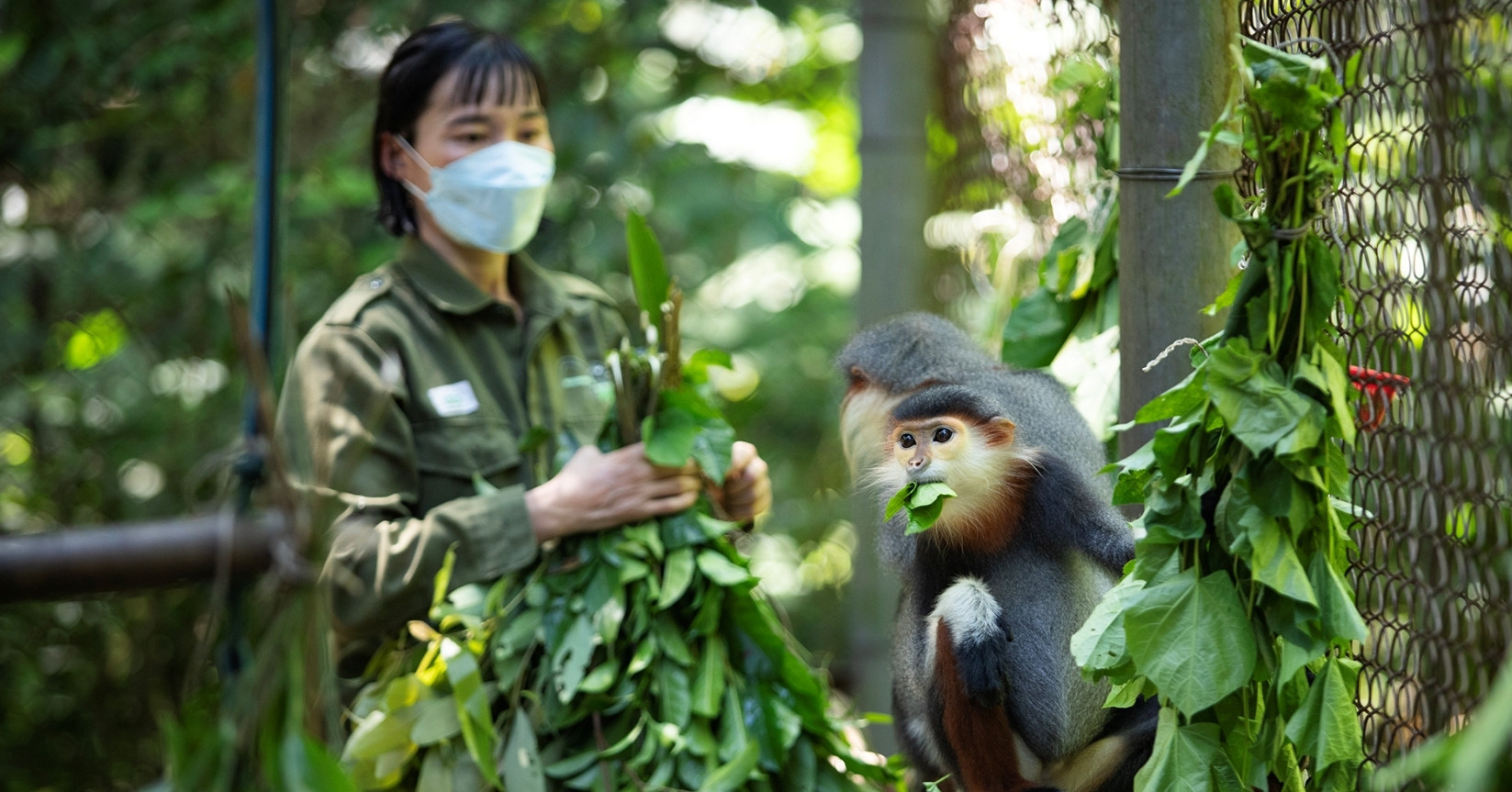 Inside VN's endangered primate rescue center: A safe haven for rare wildlife