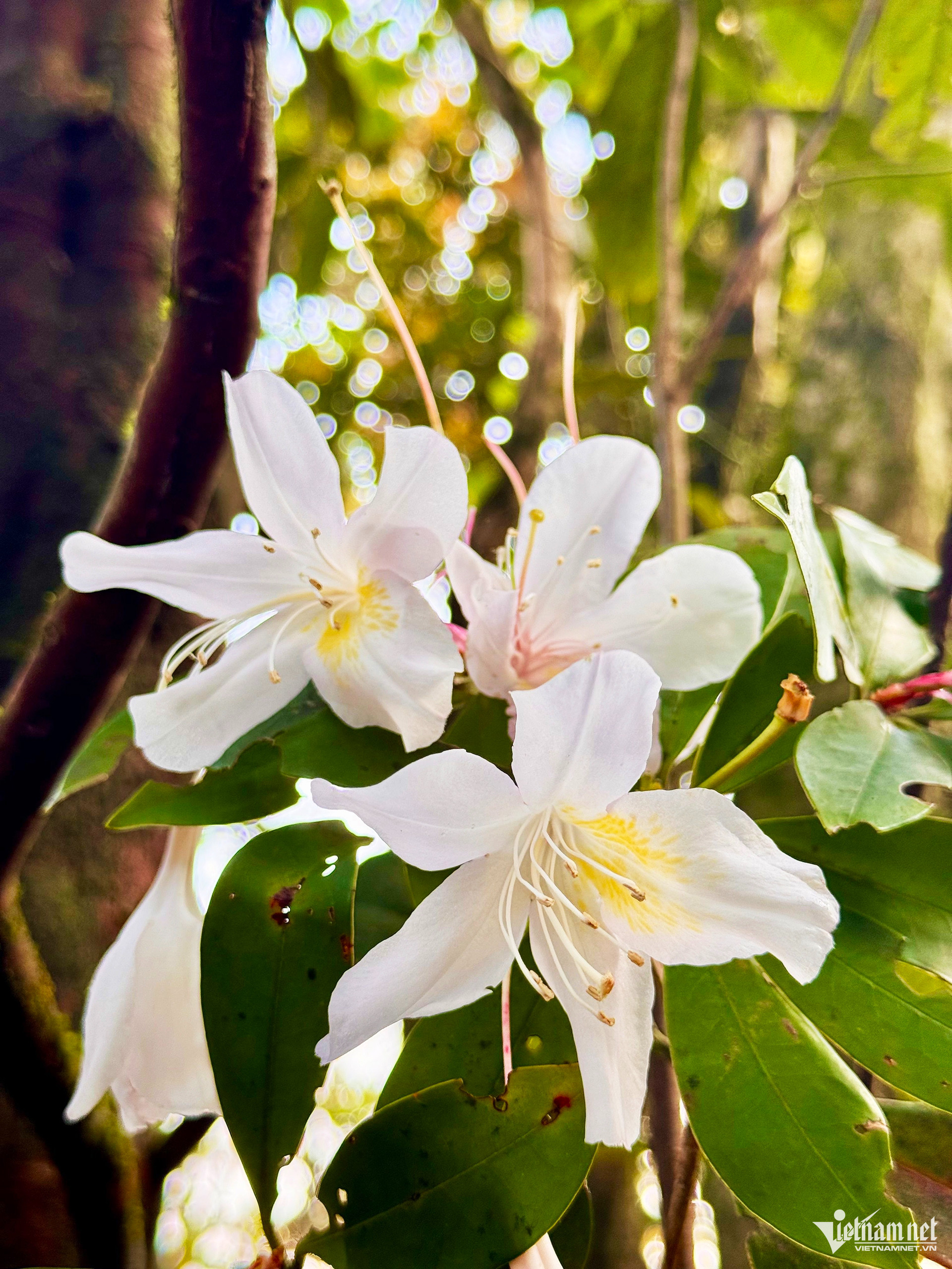 bach ma national park6.jpg