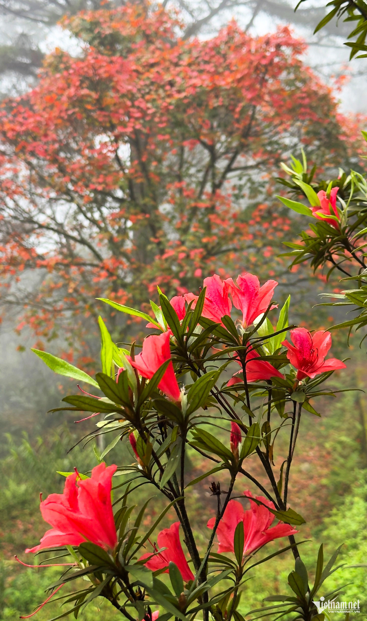 bach ma national park7.jpg