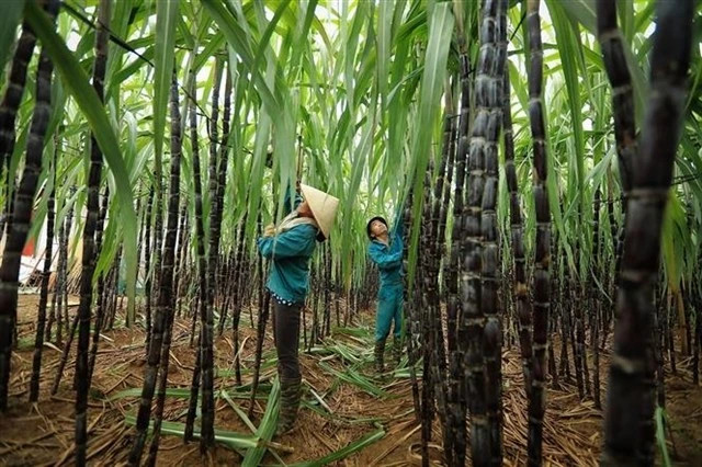 Vietnam's sugar prices move against global trends