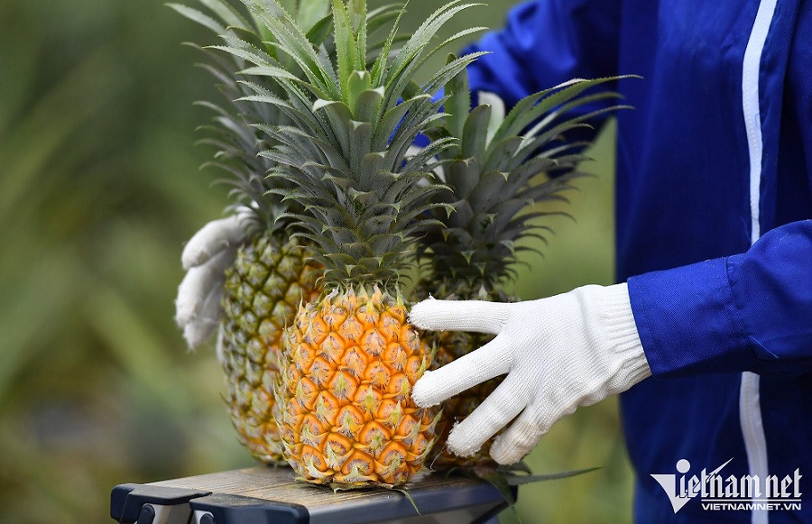 vietnam fruit exports.jpg