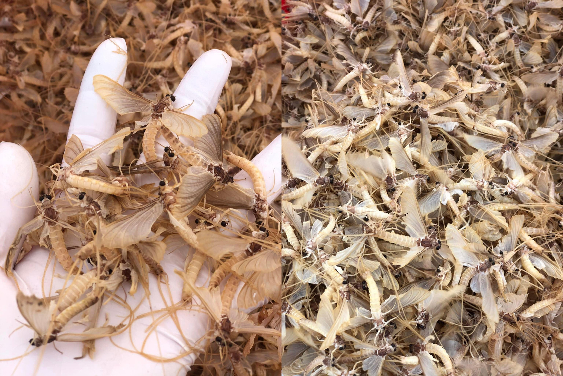 con vo vo ngoc phung phinh 79005.jpg