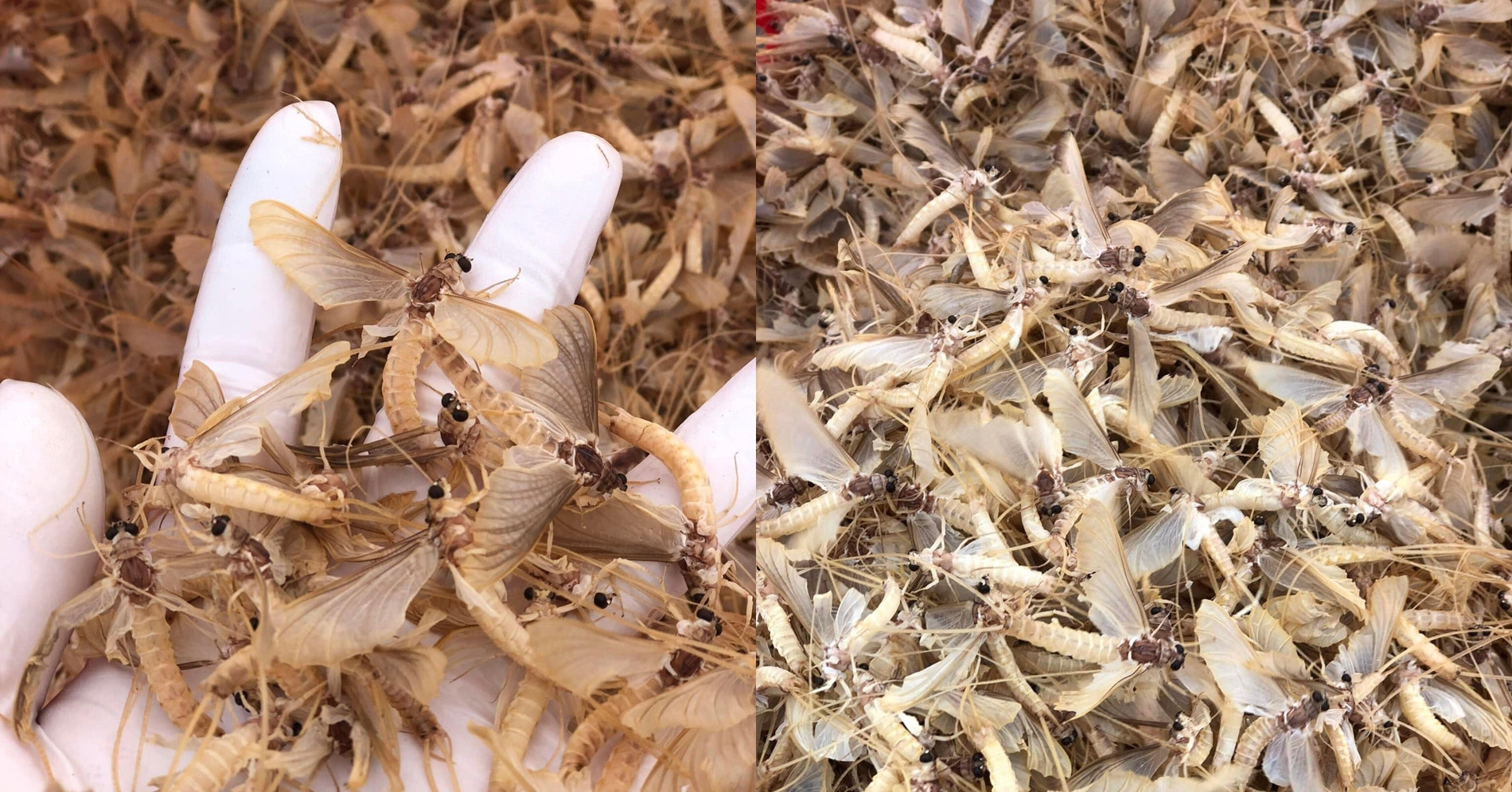 Expensive 'vo' insect delicacy often favored over shrimp