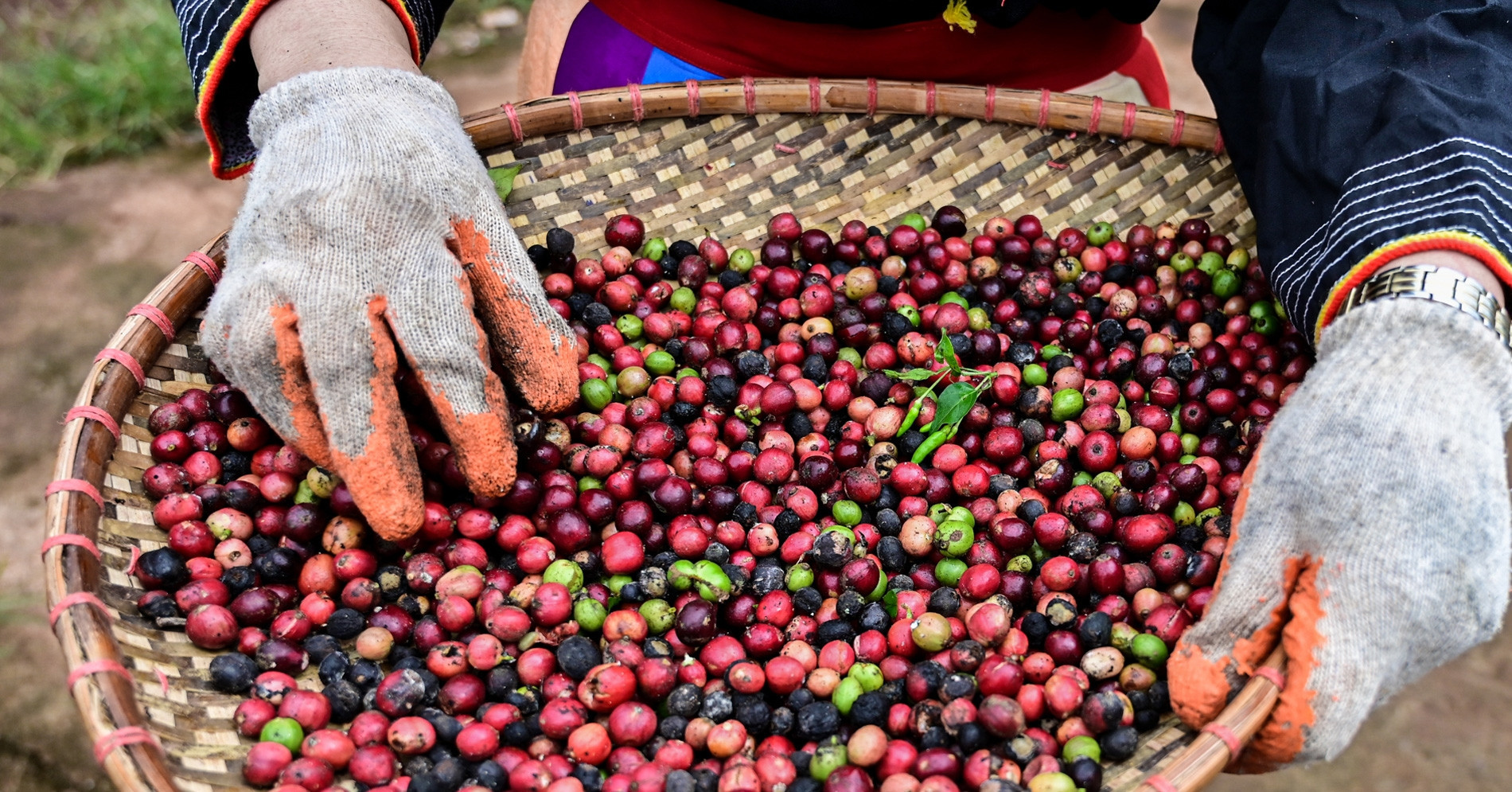 China’s coffee imports soar, with Vietnam emerging as a key supplier