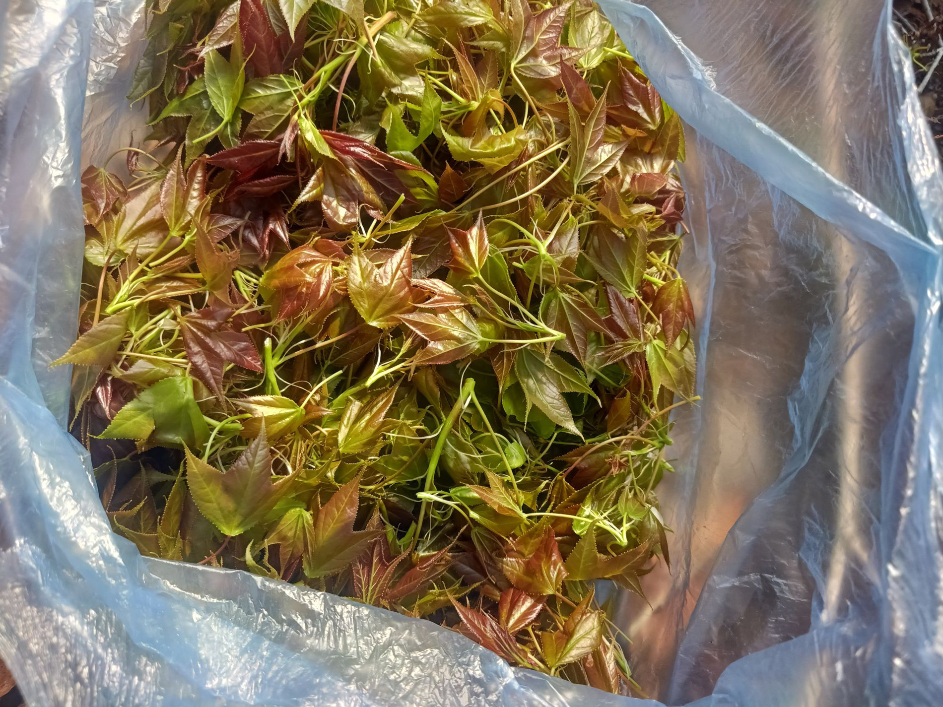 dacsan LG BaoDom.jpg