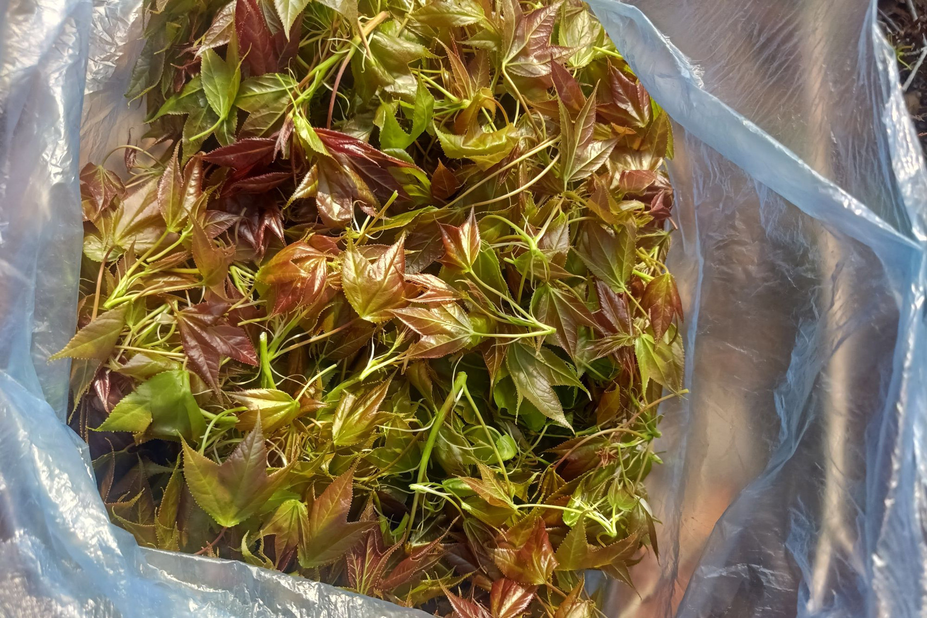 Lang Son’s ‘miraculous' plant appears only at the beginning of the year
