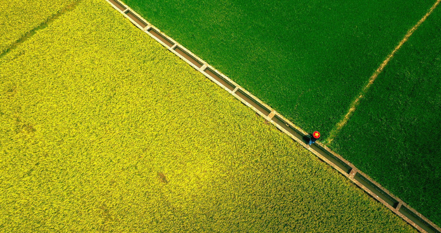 Viral road in Ba Ria – Vung Tau captivates with split-colored rice fields