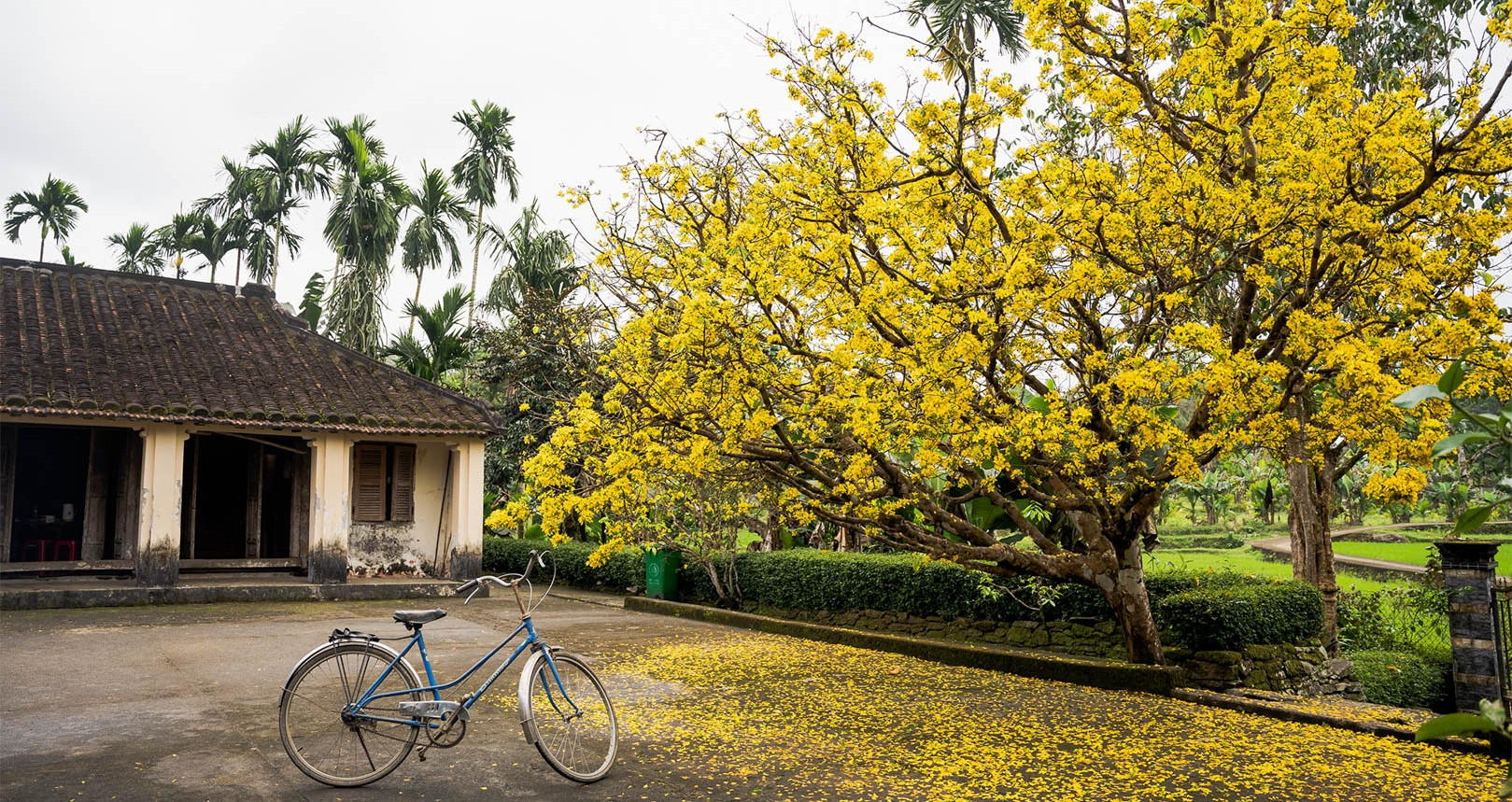 Ancient yellow apricot tree in Quang Nam draws visitors with its timeless beauty