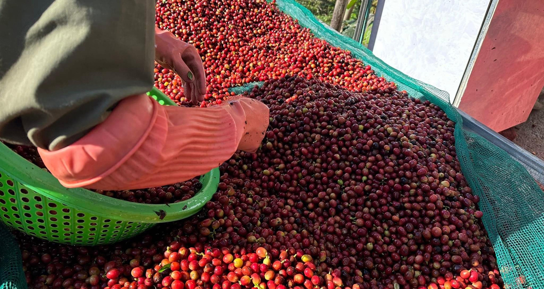 Vietnam’s coffee exports hit record $1.58 billion in two months