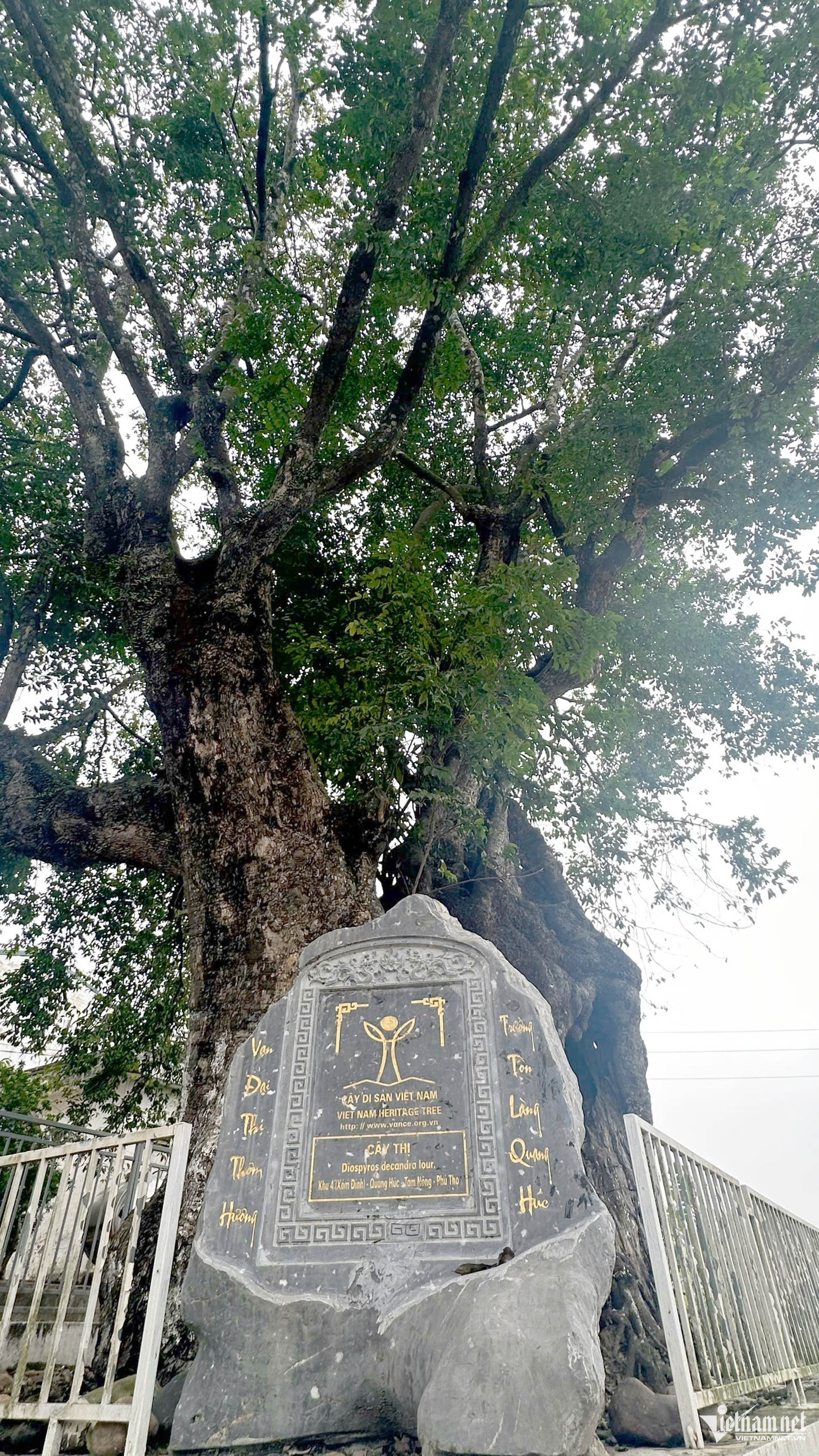 W-Cay thi nghin nam.jpg