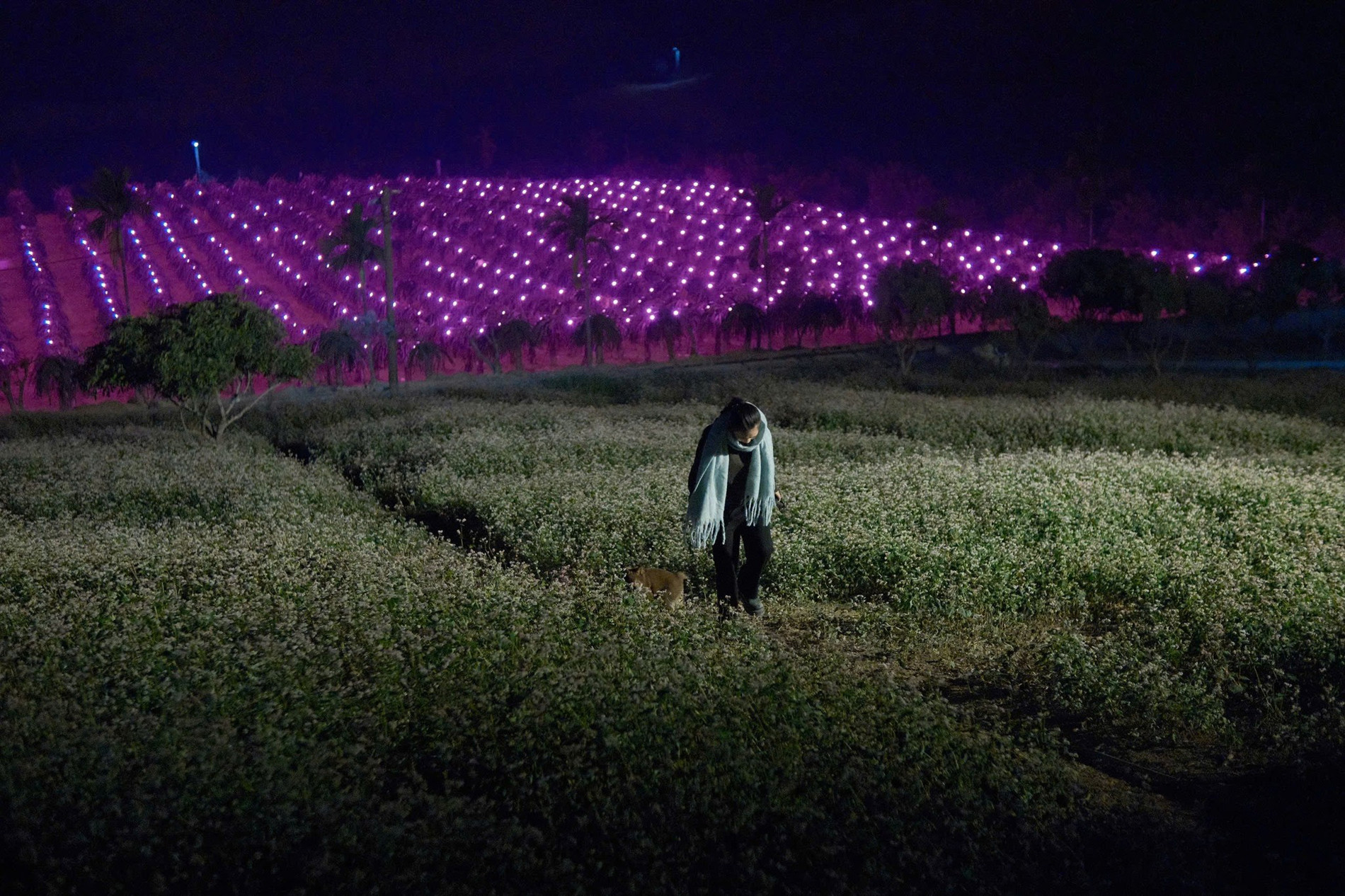 vườn thanh long vĩnh phúc 7.jpg